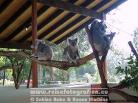 Australien | New South Wales | Sydney | Taronga Zoo |