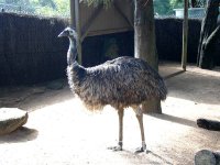 Australien | New South Wales | Sydney | Taronga Zoo |