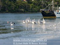Australien | Victoria | Lakes Entrance | Pelikane |