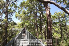 Australien | Western Australia | Walpole-Nornalup-Nationalpark | Top Tree Walk |