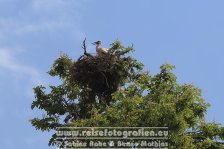 Lettland | Rundāle | Schloss Rundāle | 