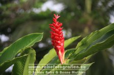 Costa Rica | Provinz Limón | Tortuguero | Blütenstand der Banane |