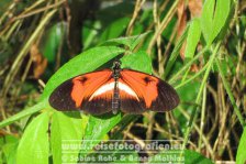 Costa Rica | Provinz Alajuela | Muelle San Carlos | Hotel Tilajari - Schmetterlingshaus |