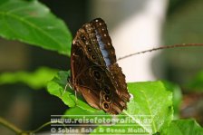 Costa Rica | Provinz Alajuela | Muelle San Carlos | Hotel Tilajari - Schmetterlingshaus | Blauer Morphofalter |
