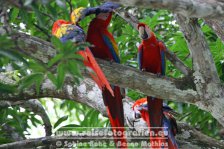 Costa Rica | Provinz Guanacaste | Limonal | Rote Aras |