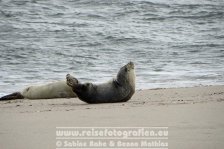 Deutschland | Schleswig-Holstein | Sylt | Robben-Ruhezohne am Ellenbogen |
