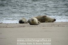 Deutschland | Schleswig-Holstein | Sylt | Robben-Ruhezohne am Ellenbogen |