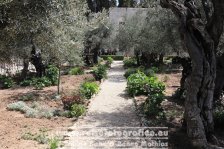 Israel | Jerusalem | Garten Getsemani auf dem Ölberg | 