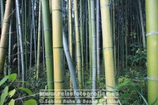 Japan | Honshū | Kinki/Kansai | Kyōto | Arashiyama Bamboo Grove |