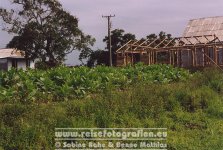 Kuba | Pinar del Río | Valle de Viñales | Tabakplantage |