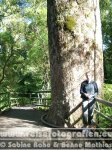 Neuseeland | Nordinsel | Northland | Neuseeländischer Kauri-Baum |