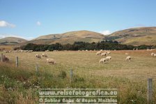 Neuseeland | Südinsel | Schafe |
