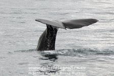 Neuseeland | Südinsel | Kaikoura | Kaikoura | Whale watch Tour | Pottwal |