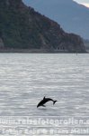 Neuseeland | Südinsel | Kaikoura | Kaikoura | Whale watch Tour | Delfine |
