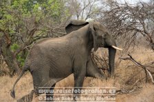 Republik Südafrika | Provinz Mpumalanga | Krüger-Nationalpark | Big Five | Elefant |