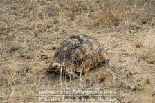 Republik Südafrika | Provinz Mpumalanga | Krüger-Nationalpark | Pantherschildkröte |