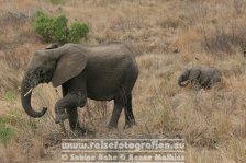 Republik Südafrika | Provinz Mpumalanga | Krüger-Nationalpark | Big Five | Elefanten |