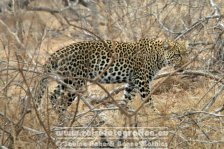 Republik Südafrika | Provinz Mpumalanga | Krüger-Nationalpark | Big Five | Leopard |