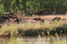 Republik Südafrika | Provinz Mpumalanga | Krüger-Nationalpark | Big Five | Büffel |