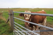 UK | Schottland | Orkney | Ring von Brodgar |