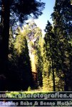 USA | Kalifornien | Sequoia-&amp;-Kings-Canyon-Nationalparks |