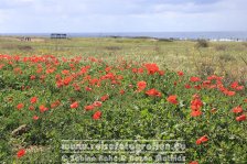 Zypern | Republik Zypern | Paphos | Archäologischer Park Paphos |
